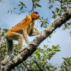 Proboscis monkey in Bako National Park, Borneo