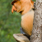 Proboscis monkey in Bako National Park, Borneo.