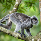 Silver-leaf monkey in Bako National Park, Borneo.