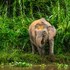 Bornean pygmy elephant