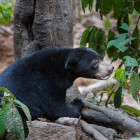 Bornean sun bear.