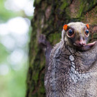 Colugo in Borneo