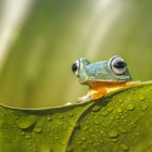 Green frog in Borneo