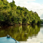 Riverboat tour in Kinabatangan, Borneo