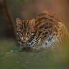 Leopard cat in Borneo