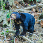 Malayan sun bear in Borneo