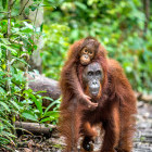 Orangutan mother and baby in Borneo