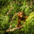 Baby orangutan eating berries and climbing a tree in Borneo