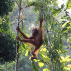 Orangutan hanging in a tree in Borneo