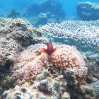 Underwater scenes on a snorkelling excursion in Borneo