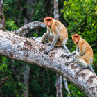 Proboscis monkey in Borneo