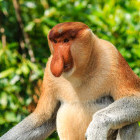 Proboscis monkey in Borneo