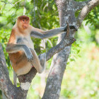 Proboscis monkey in a tree in Borneo