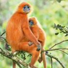Pair of red langur in Borneo