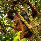 Orangutan in Sarawak, Borneo