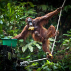 Orangutan at Semenggoh Rehabilitation Centre in Borneo
