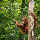 Orangutan at Semenggoh Rehabilitation Centre in Borneo