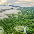 Aerial of Sepilok in Borneo