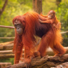 Orangutan and baby in Sepilok, Borneo