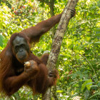 Orangutan in Sepilok, Borneo