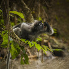 Silvered langur in Borneo