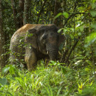 Pygmy elephant in Borneo