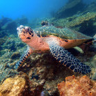 Hawksbill turtle in Tunku Abdul Rahman Marine Park, Borneo