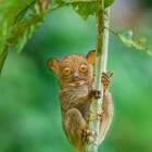 Western tarsier in Borneo.