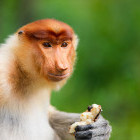 Young proboscis monkey in Borneo
