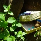 Treasure hunt in Angkor Wat, Siem Reap, Cambodia