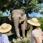 Kulen Elephant Forest in Cambodia