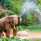 Asian elephant in Kerala, India