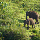 Asian elephants in Periyar National Park, Kerala, India