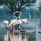 Flamingos in Keoladeo National Park, Bharatpur, India