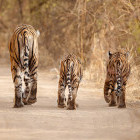 Tigers in Ranthambore National Park, India