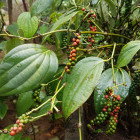 Black pepper plant in Kerala, India
