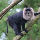 Lion-tailed macaque in Kerala, India