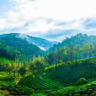 Tea plantation in Thekaddy, Kerala, India