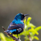 Male purple sunbird in Keoladeo National Park, Bharatpur, India