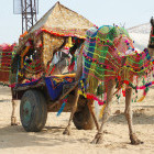Camel cart ride in Pushkar, India