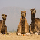 Camels in Pushkar, India