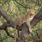 Leopard in Ranthambore National Park, India