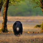 Sloth bear in Ranthambore National Park, India