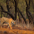 Tiger in Ranthambore National Park, India