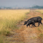Indian boar in Ranthambore National Park, India