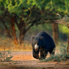 Sloth bear walking in Ranthambore National Park in India