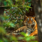 Tiger laying in green vegetation in Ranthambore National Park in India