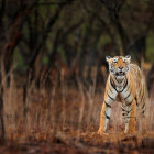 Tiger walking through the forest in Ranthambore National Park in India