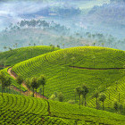 Tea plantation in Munnar, Kerala, India