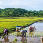 Women working in the rice fields in Lombok. 